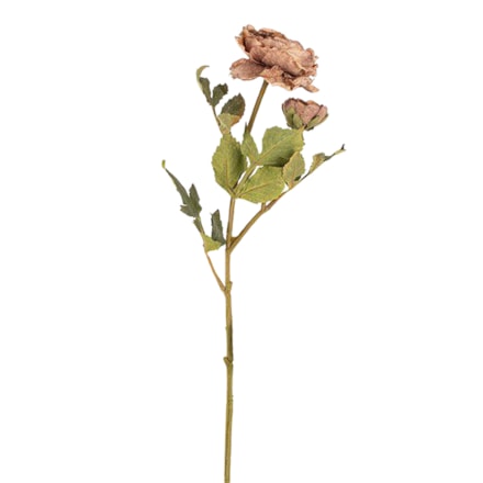 Konstväxt Ranculus Coffee, 56cm