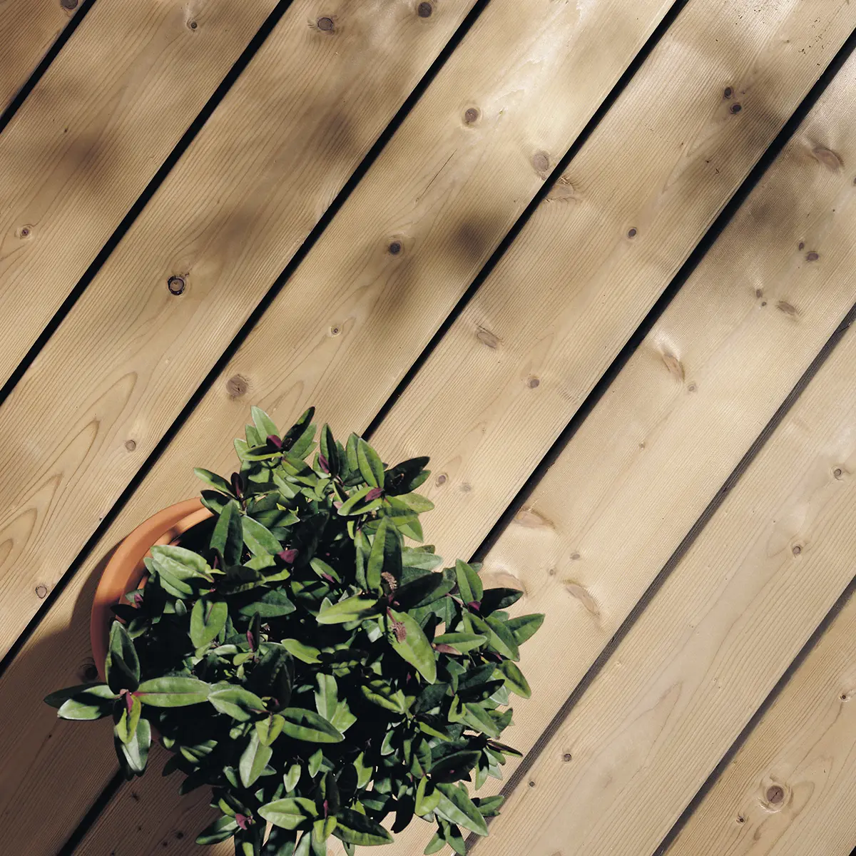 Terrassolja till superpris